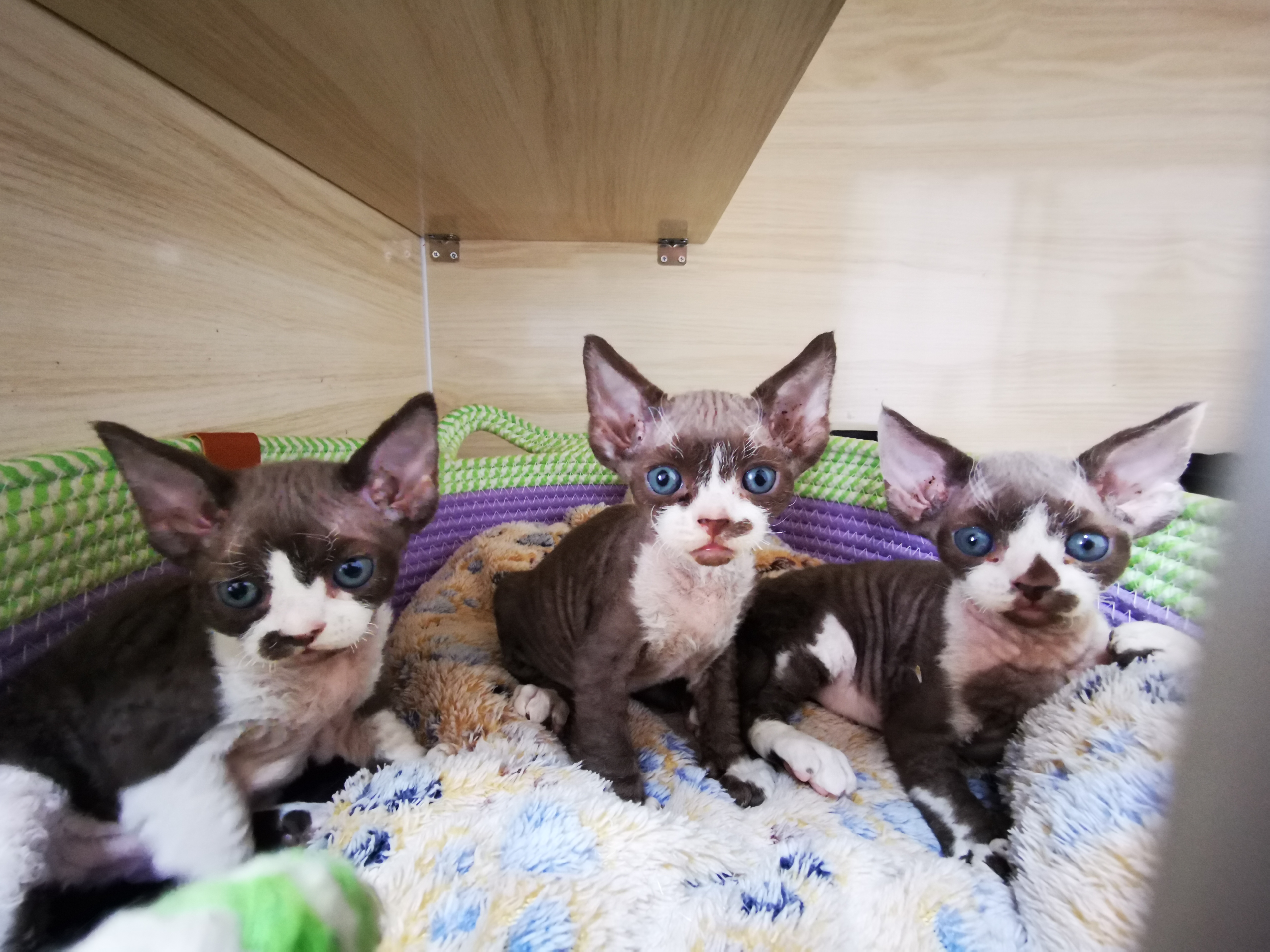 德文卷毛猫